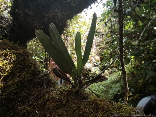 Angraecum eburneum (Angraecum borbonicum)
