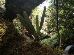 Angraecum eburneum (Angraecum borbonicum)