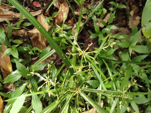 Longleaf Sedge (Cyperus longifolius)