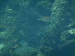 Pempheris