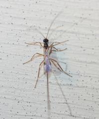 Macrocentrinae
