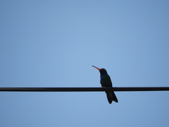 Cynanthus latirostris