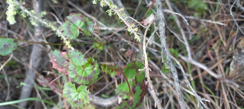 Image of Pelargonium tabulare by (c) Adele SL, some rights reserved (CC BY)