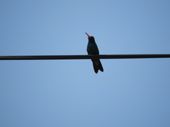 Cynanthus latirostris