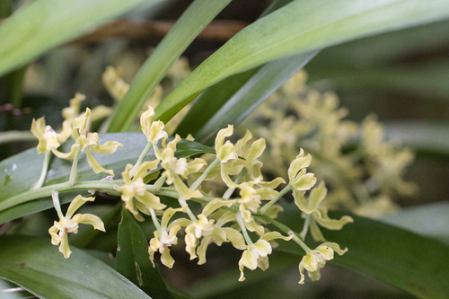 Gomesa crispa, photograph 5