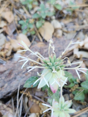 iNaturalist observation photo of Yellow monardella