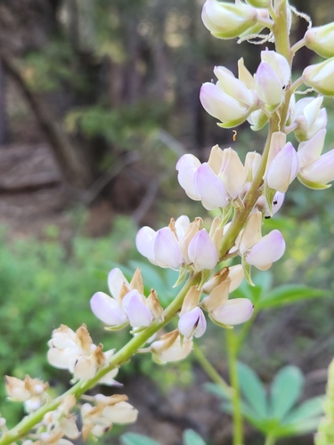 iNaturalist observation photo of Broadleaf Lupine