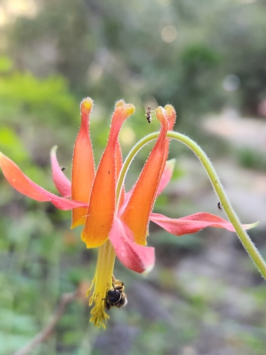 iNaturalist observation photo of western columbine