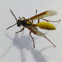 Apoica pallens image