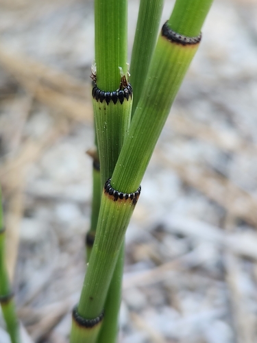 iNaturalist observation photo of smooth horsetail