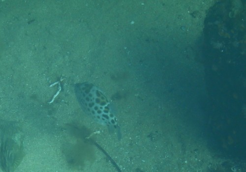 Anoplocapros amygdaloides