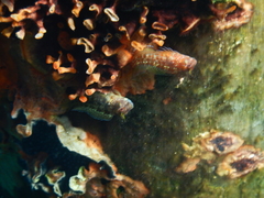 Parablennius postoculomaculatus