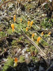 Multiclavula vernalis
