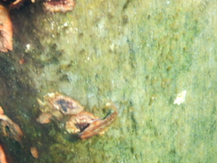 Parablennius postoculomaculatus