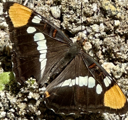 iNaturalist observation photo of California Sister