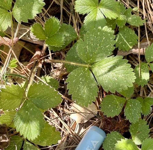 iNaturalist observation photo of sticky cinquefoil