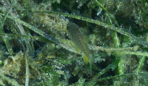 Ostorhinchus rueppellii