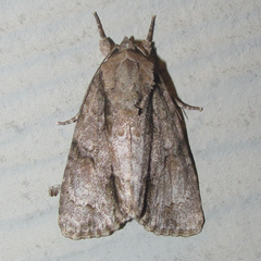Acronicta connecta