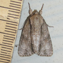 Acronicta connecta