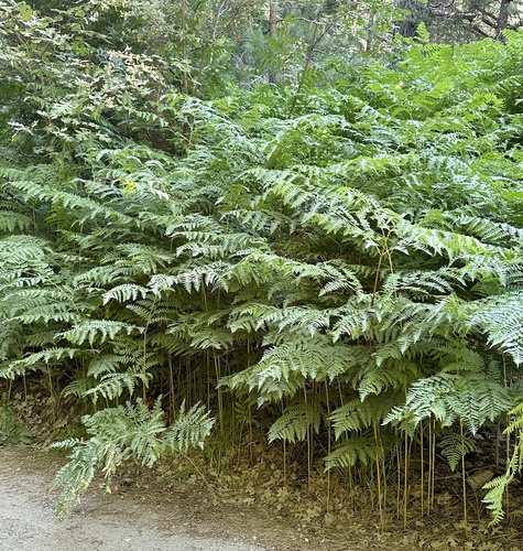 iNaturalist observation photo of common bracken