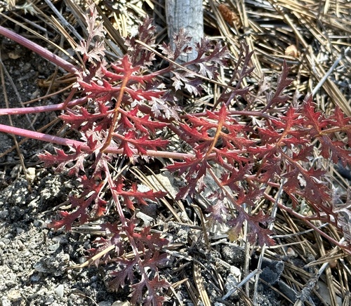 iNaturalist observation photo of Parish's umbrellawort
