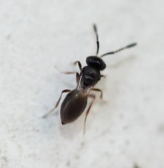 Platygastridae