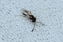 Platygastridae