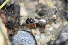 Platygastridae