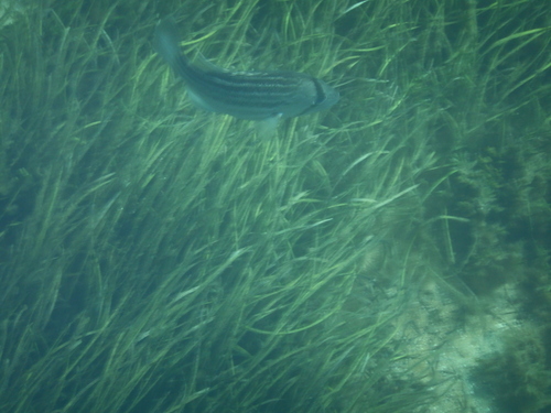 Glaucosoma hebraicum