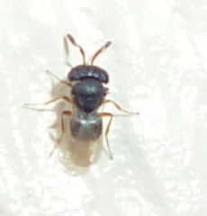 Platygastridae