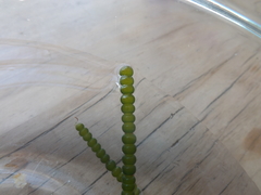 Chaetomorpha coliformis