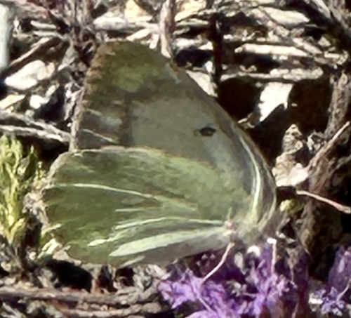 iNaturalist observation photo of Orange Sulphur