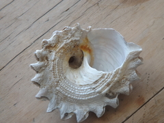 Astraea heliotropium