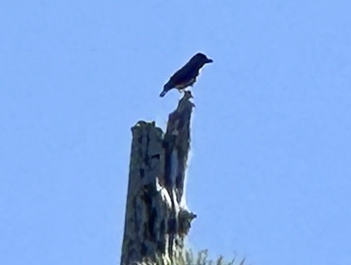 iNaturalist observation photo of Olive-sided Flycatcher