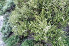 Olearia solandri