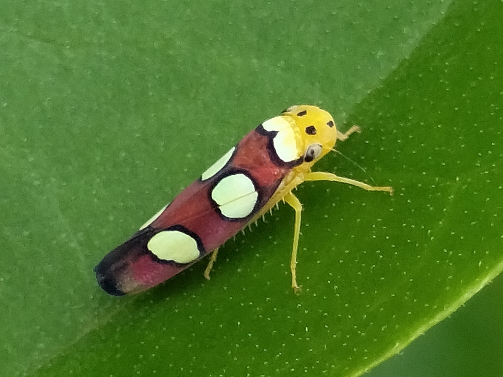 Erythrogonia execta