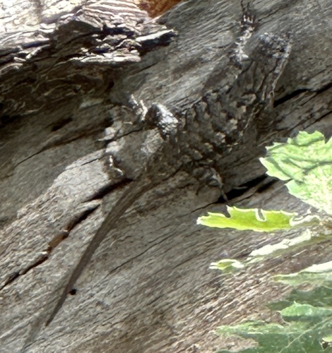 iNaturalist observation photo of Great Basin Fence Lizard