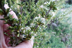 Olearia solandri