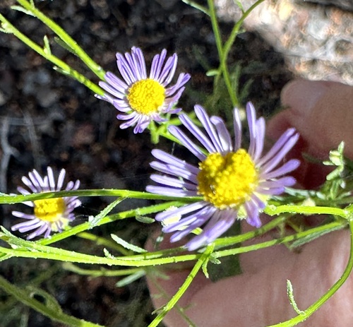iNaturalist observation photo of Leafy Fleabane