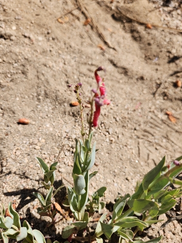 iNaturalist observation photo of scarlet bugler