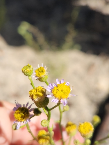iNaturalist observation photo of Leafy Fleabane