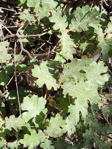 iNaturalist observation photo of California black oak