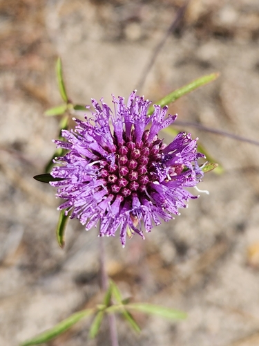 iNaturalist observation photo of Brewer's Monardella