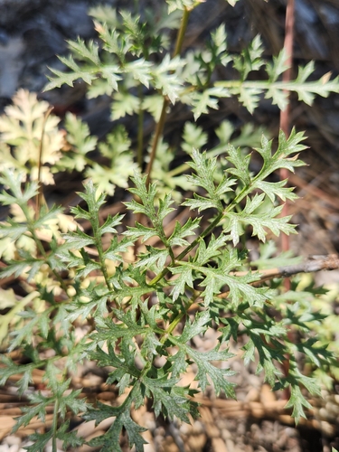 iNaturalist observation photo of Parish's umbrellawort