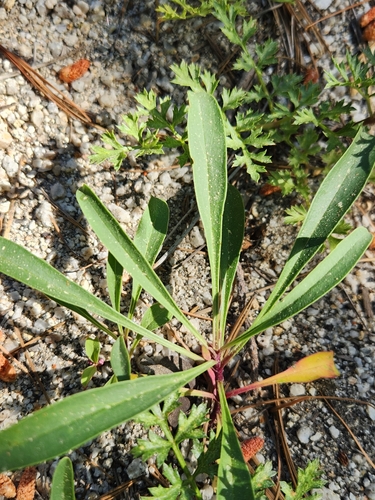 iNaturalist observation photo of San Gabriel beardtongue