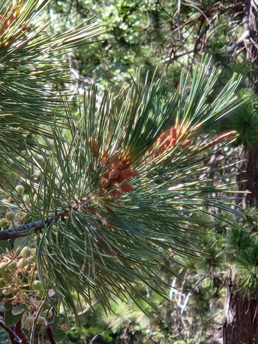 iNaturalist observation photo of Jeffrey pine