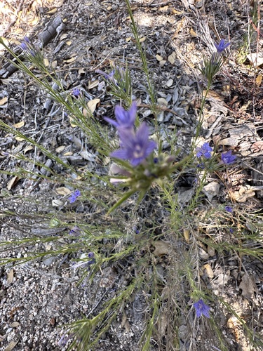 iNaturalist observation photo of giant woollystar