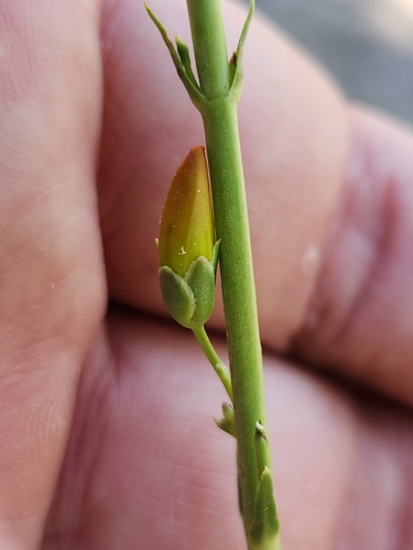 iNaturalist observation photo of San Gabriel beardtongue