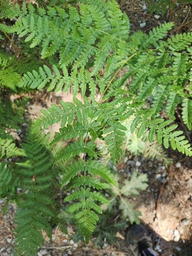 iNaturalist observation photo of common bracken