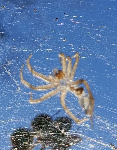 iNaturalist observation photo of Typical Spiders
